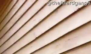 Grumpy Lizard Whips Tail