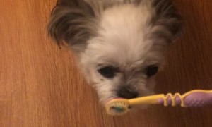 Tiny Dog Does Toothbrush Tap Dance