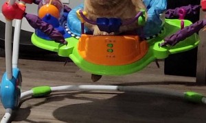 Cat Curls Up in Baby Bouncer