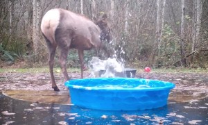 Elk Gotta Splash