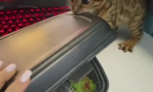 Bengal Kitten Wants a Taste of Sushi