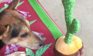 Dog Is Unsure About Mimicking Toy