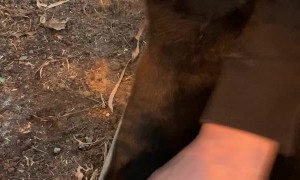 Cat Makes Unique Noises