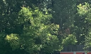 Bear Blows Bubbles in Backyard Pool