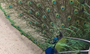 Confused Peacock Presents to White Turkey