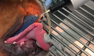 Veterinarian Pulls Leash Out of Dog's Throat