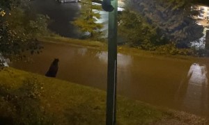 Bear Cubs Climb Down Utility Pole