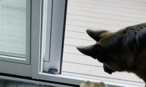 Big Dog Eats Smaller Dog's Entertainment