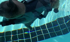 Sharkitty Enjoys Relaxing in Pool
