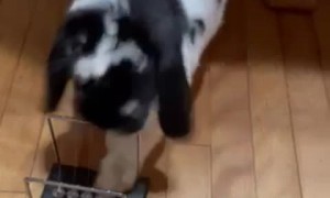 Mim Mim the Rabbit Stops Pendulum Balls