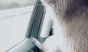 Raccoon Sits on Driver's Shoulder