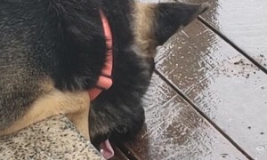 German Shepherd Salivates and Stares on Stairs