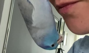 Bird Hangs from Nose for Upside Down Kisses