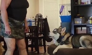 Back Talking Husky Having an Argument
