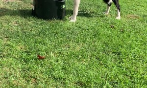 Doggy Playing Fetch by Himself