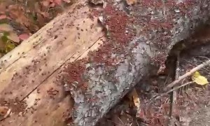 Log Crawling with Ladybugs