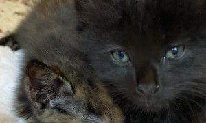 Rejected Kitten Suckles on Brother Instead