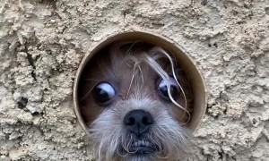 Pup in Pipe Pokes Out to Watch People