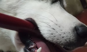 Husky Has Unusual Sleep Habit