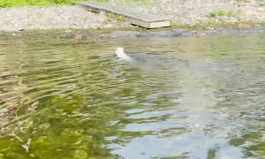 Dog and Cats Love Paddleboarding Lake Champlain