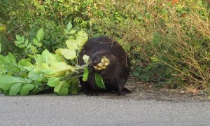 Beaver Out for a Morning Stroll in Saskatoon