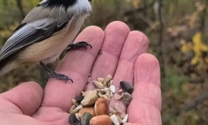 Birds Show Up for Breakfast