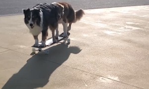 Pair of Skilled Pups on Skateboard