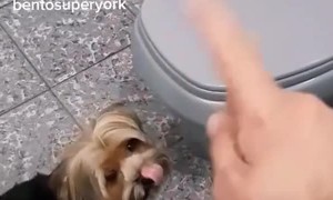 Yorki Uses a Mini Toilet