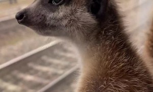 Travelling Meerkats Take the Train
