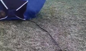 Mercy the Corgi Turns Tent into Giant Hamster Ball