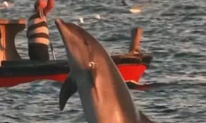 Dolphins leap during beautiful sunset in the Marmara Sea