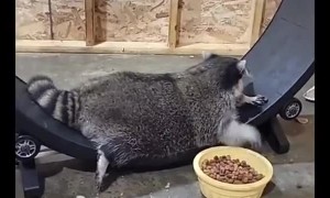 Raccoon Snacks on Exercise Wheel