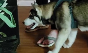 Husky Puppy Sasses Cat