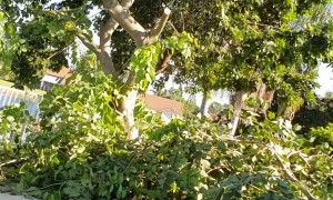 Iguana Escapes Chainsaw With High Dive Into Pool