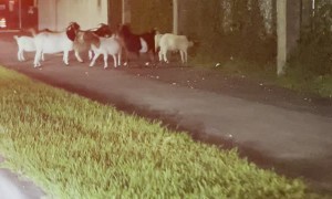 A Herd of Goats are on the Loose in Miami