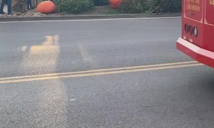 Bear Pigs Out on Downtown Pumpkin Display