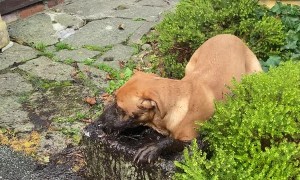 Monty the Lab Takes a Mud Bath