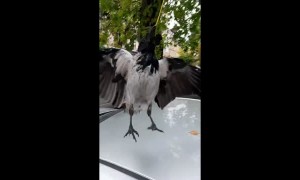 Pet Crows Shows Off Stick Trick
