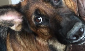 Synchronized Head Tilts By Handsome Shepherds