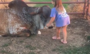 Daughter and Bull are Best Friends