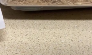 Scent of Salmon Has Hognose Snake Preferring Plastic