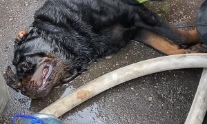 Firefighters Save Pet Rottweiler