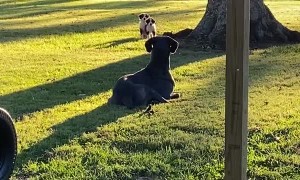 Great Dane Accidentally Scares Neighbor Puppies