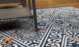 Chocolate Lab gets caught hiding chicken in his mouth