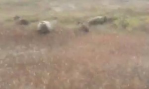 Feisty Grizzly Bear Charges at Moving Vehicle