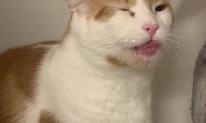 Ginger Cat Loves Drinking From the Faucet