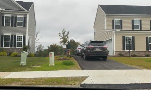 Escaped Steller's Sea Eagle Captured in Neighborhood