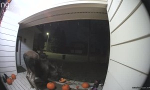 Moose Munches on Porch Pumpkins