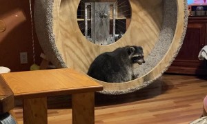 Raccoon Hamster Wheel