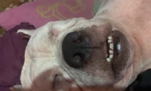 Pair of Pups Nap Peacefully